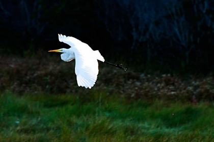 Picture of EGRET IN FLIGHT I