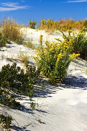 Picture of ASSATEAGUE BEACH VI