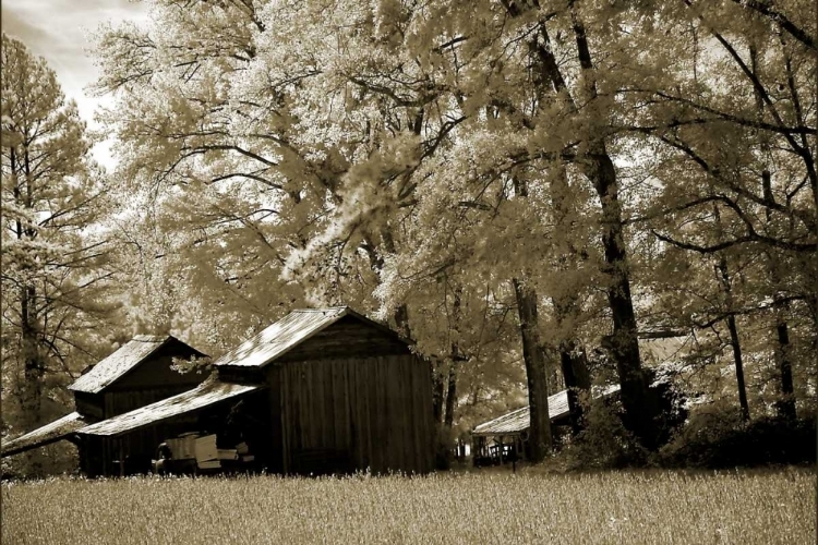 Picture of TOBACCO ROAD