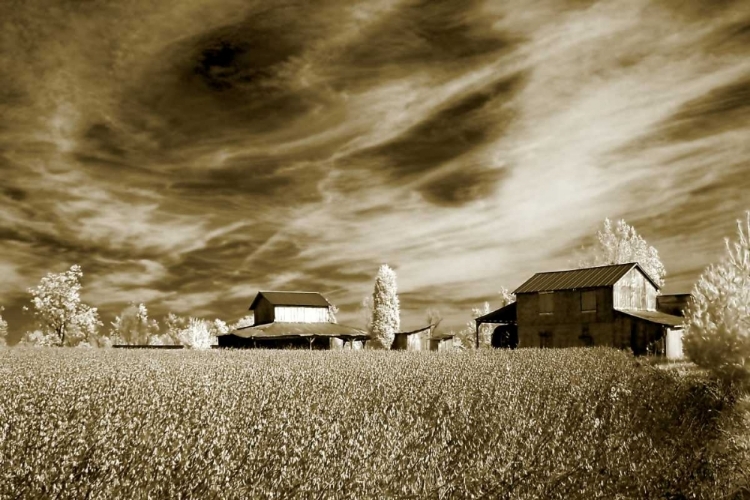 Picture of SWIRLING SKY