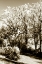 Picture of AUTUMN MEADOW II