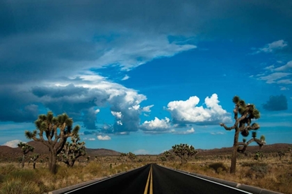 Picture of JOSHUA TREE NATIONAL PARK III