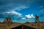 Picture of JOSHUA TREE NATIONAL PARK III