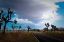 Picture of JOSHUA TREE NATIONAL PARK IV