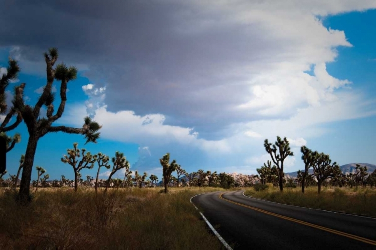 Picture of JOSHUA TREE NATIONAL PARK IV