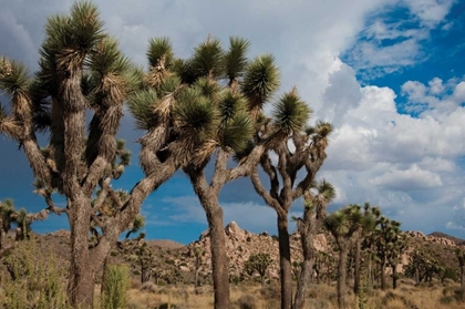 Picture of JOSHUA TREE V