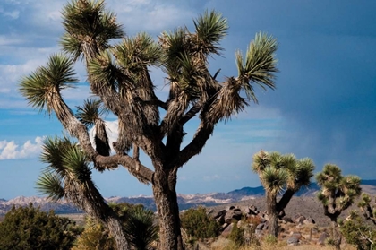 Picture of JOSHUA TREE VI