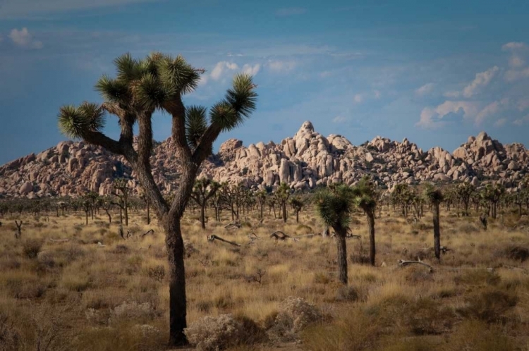 Picture of ROCK FORMATIONS II