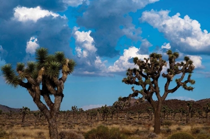 Picture of BLUE SKY I