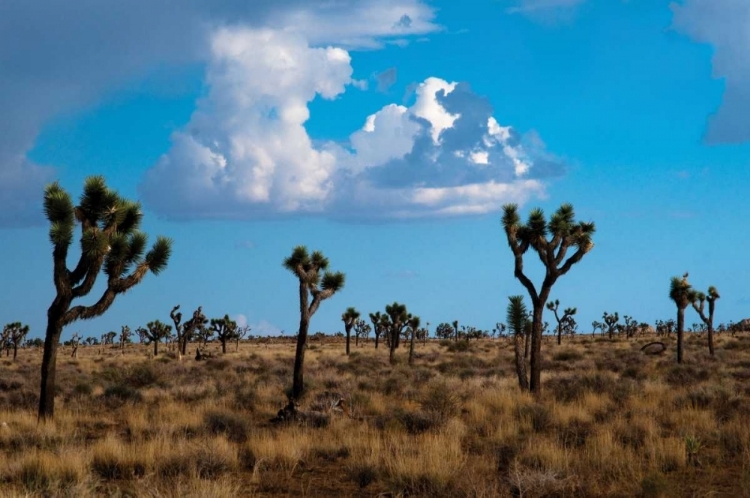 Picture of BLUE SKY II