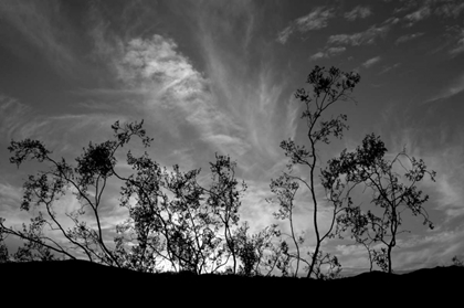 Picture of SUNSET SILHOUETTE II