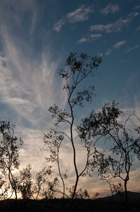 Picture of SUNSET SILHOUETTE III