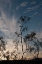 Picture of SUNSET SILHOUETTE III