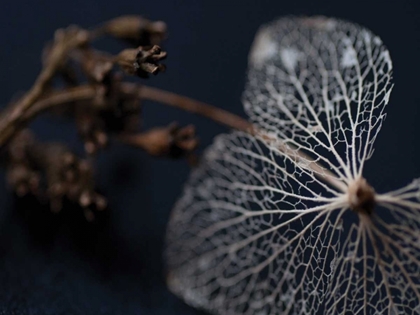 Picture of HYDRANGEA SKELETON II