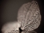 Picture of HYDRANGEA SKELETON III