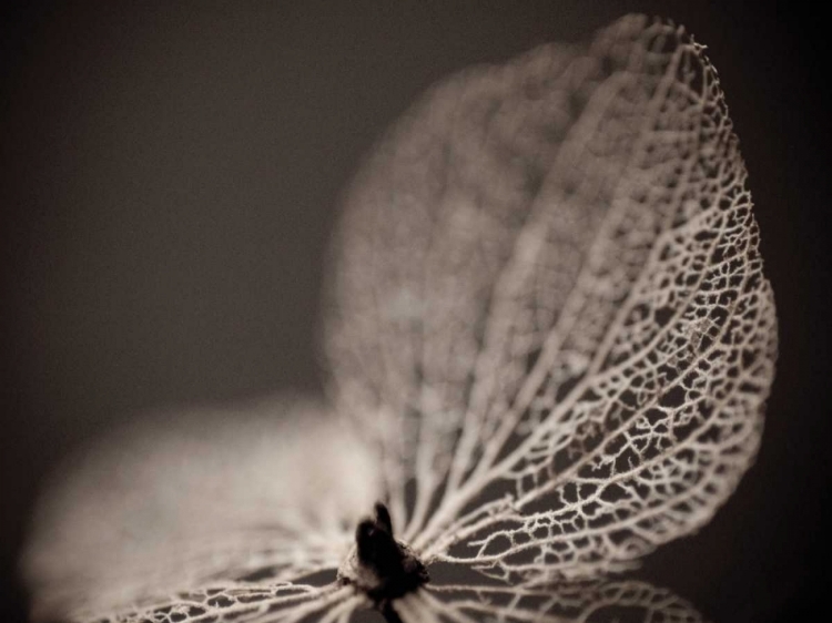 Picture of HYDRANGEA SKELETON III