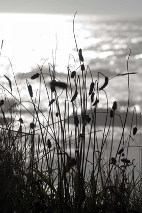 Picture of COASTAL GRASS I