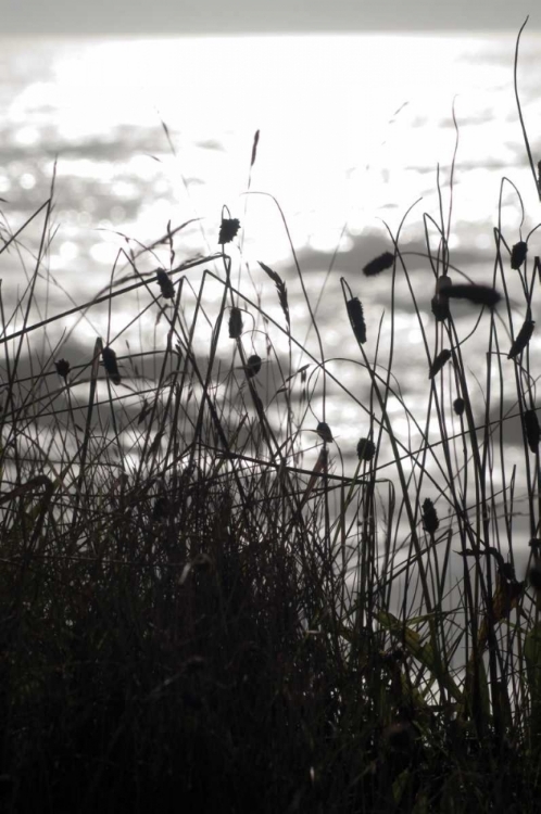 Picture of COASTAL GRASS II
