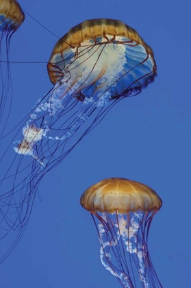 Picture of JELLYFISH I