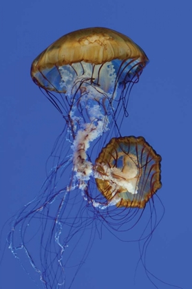 Picture of JELLYFISH II