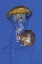 Picture of JELLYFISH II