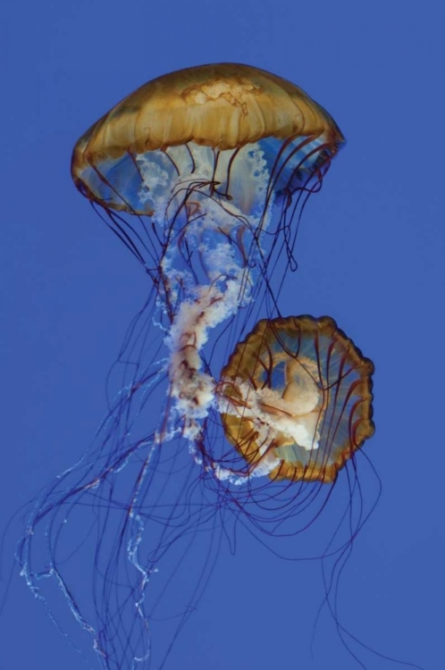 Picture of JELLYFISH II