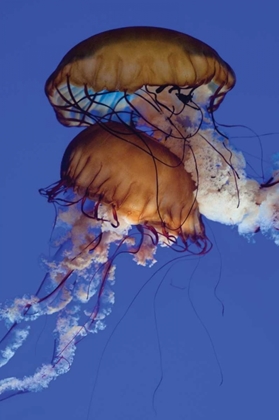Picture of JELLYFISH III