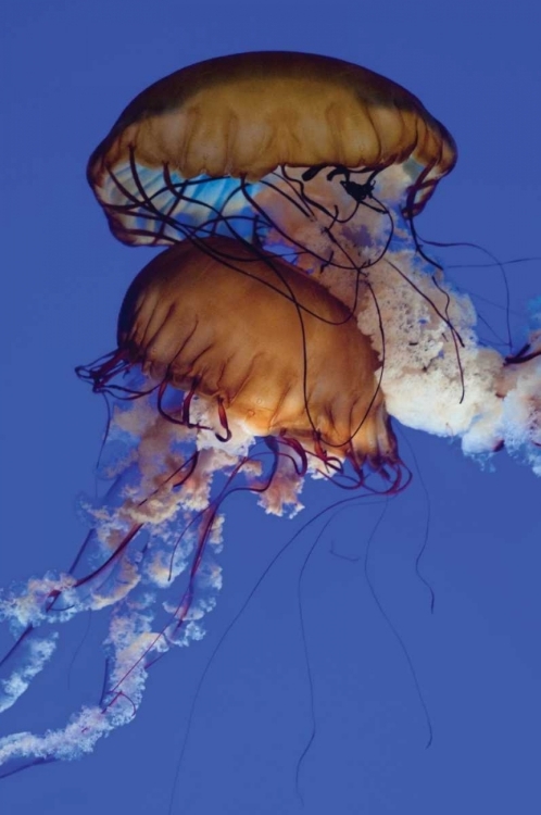 Picture of JELLYFISH III