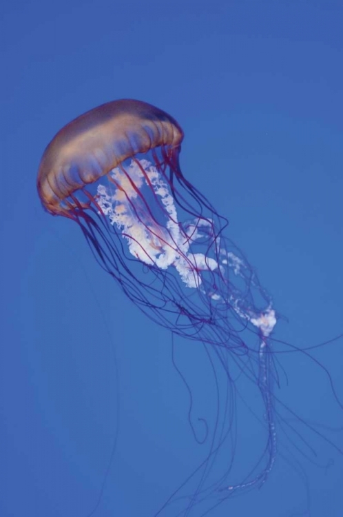 Picture of JELLYFISH IV