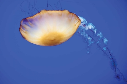 Picture of JELLYFISH V