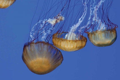 Picture of JELLYFISH VI