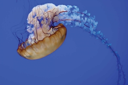 Picture of JELLYFISH VII