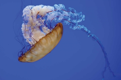 Picture of JELLYFISH VIII