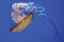 Picture of JELLYFISH VIII