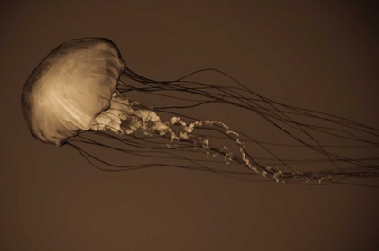 Picture of SEA NETTLE II