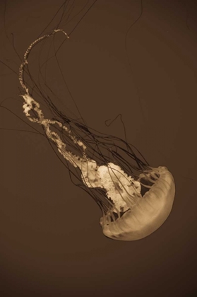 Picture of SEA NETTLE III