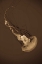 Picture of SEA NETTLE III
