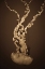 Picture of SEA NETTLE IV