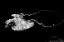 Picture of JELLYFISH GLOW V