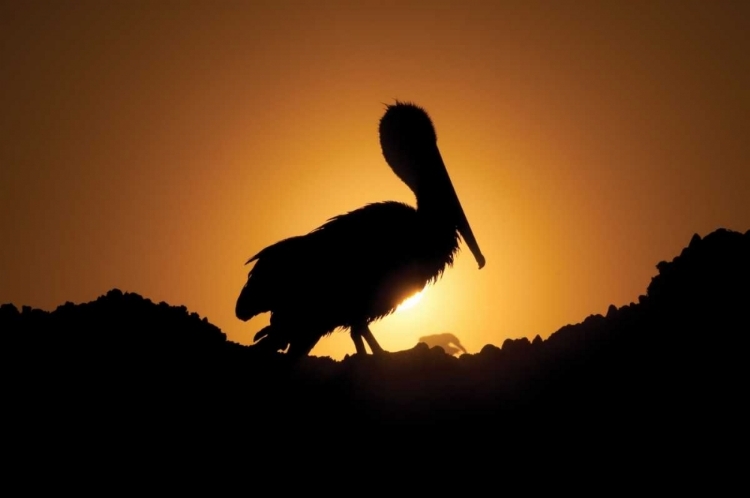 Picture of PELICAN SILHOUETTE I