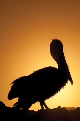 Picture of PELICAN SILHOUETTE II