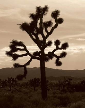 Picture of YUCCA BREVIFOLIA III