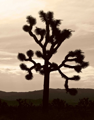 Picture of YUCCA BREVIFOLIA IV
