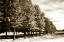 Picture of PLANTATION ROAD I