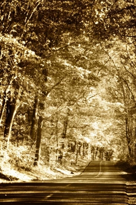 Picture of AUTUMN WOOD ROAD III