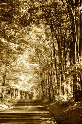 Picture of AUTUMN WOOD ROAD IV