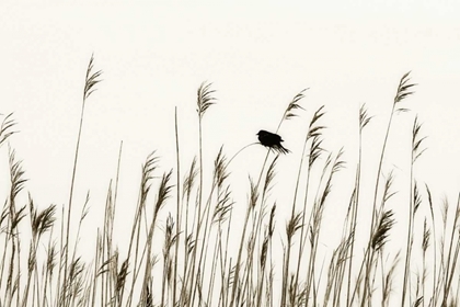Picture of BIRD IN THE GRASS I