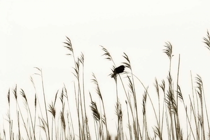 Picture of BIRD IN THE GRASS II