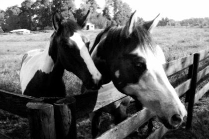 Picture of STORMY AND FOAL II
