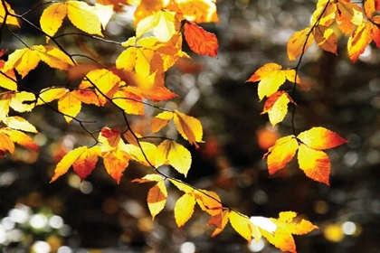 Picture of AUTUMN LEAVES I